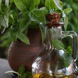 Базиліка олія (мацерат на олії волоського горіха) 100 мл